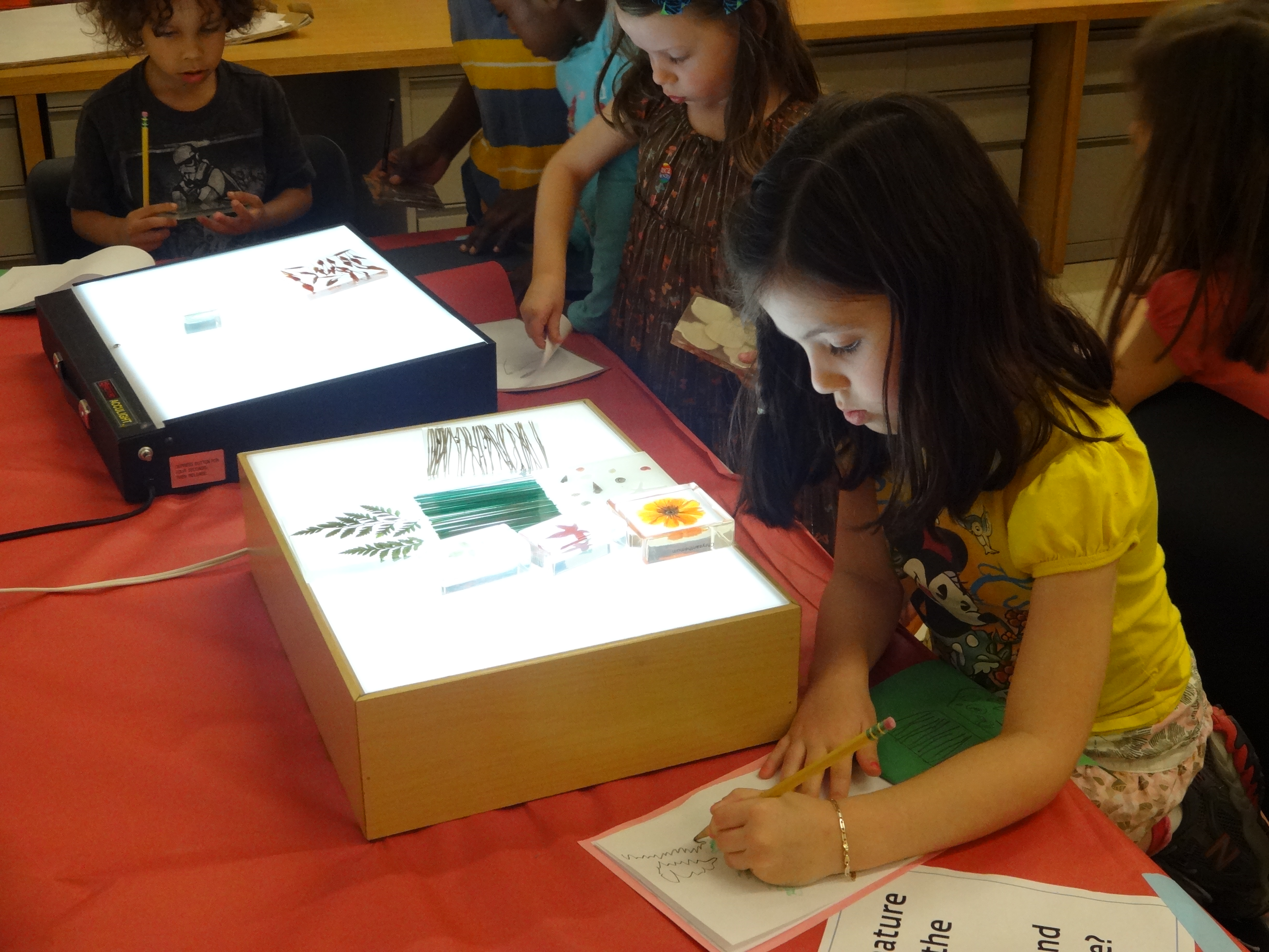 Investigating nature samples on a light box