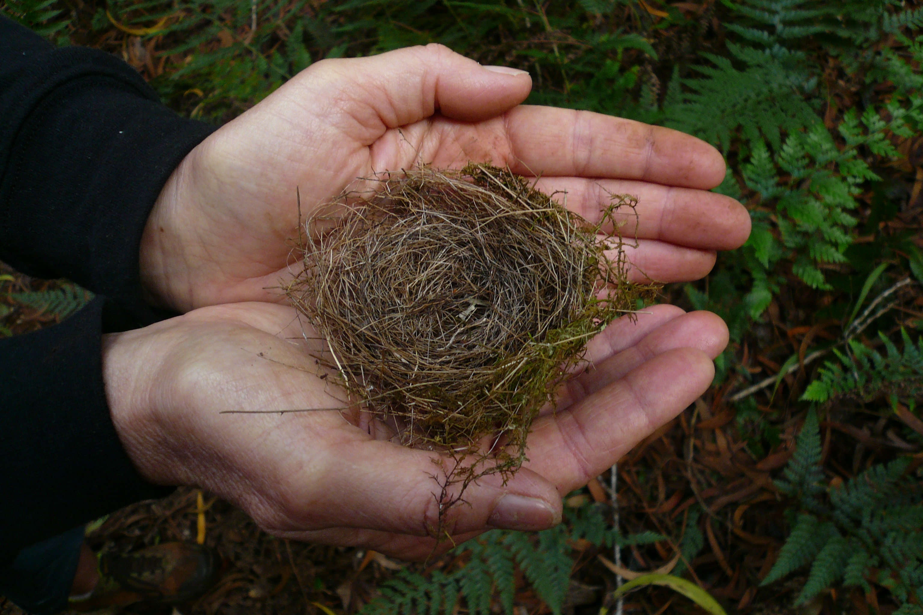 Janeil collects items from nature – such as bird nests that she discovers on the ground – by photographing the item in her hands.