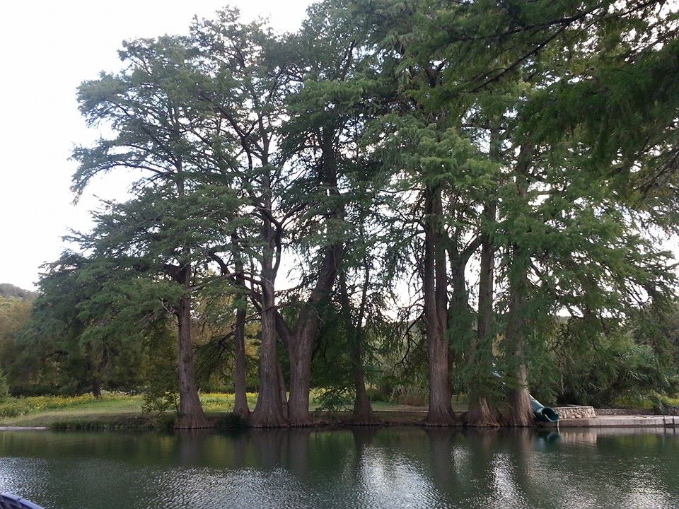 Beautiful cypress trees along the river