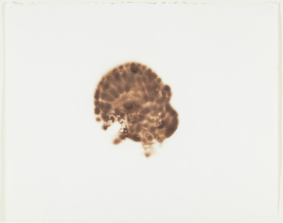 Helen Altman, Turkey, 1995, scorch on paper, Dallas Museum of Art, The Texas Artists Fund and gift of Karol Howard and George Morton, © Helen Altman, 1997.152.4