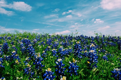 Blue Bonnets